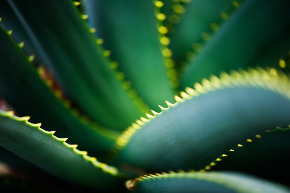 fitoterapia-aloes-drzewiasty