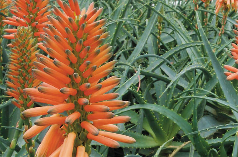aloes-foto-4
