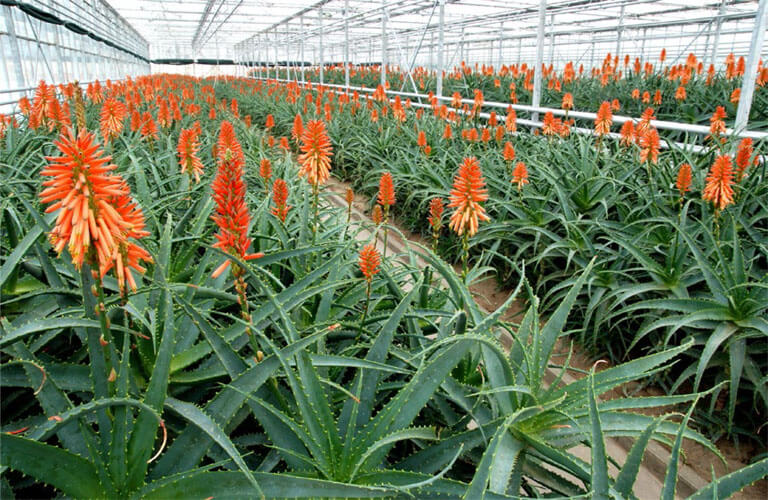 aloes-foto-5